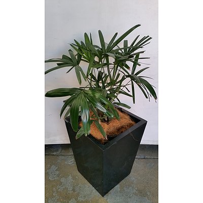 Rhapis Palm(Rhapis Excelsa) Indoor Plant With Fiberglass Planter