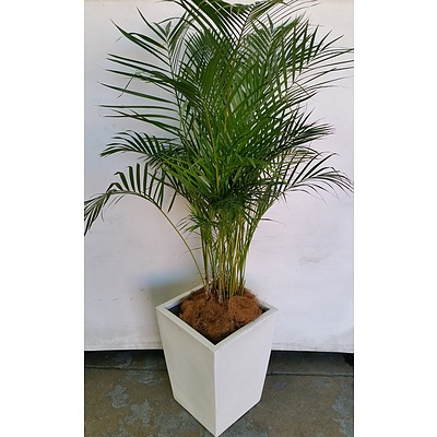 Golden Cane Palm(Dypsis Lutescens) Indoor Plant With Fiberglass Planter