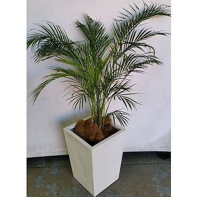 Golden Cane Palm(Dypsis Lutescens) Indoor Plant With Fiberglass Planter