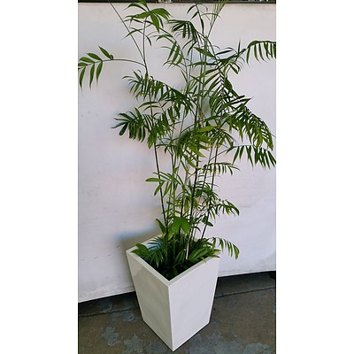 Bamboo Palm(Chamaedorea Seifrizii) Indoor Plant With Fiberglass Planter