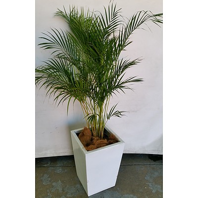 Golden Cane Palm(Dypsis Lutescens) Indoor Plant With Fiberglass Planter