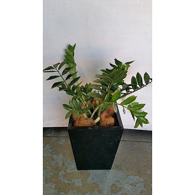 Zanzibar Gem(Zamioculus Zalmiofolia) Indoor Plant With Fiberglass Planter