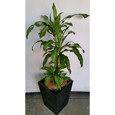 Striped Happy Plant(Dracenea Fragrants Massangeana) Indoor Plant With Fiberglass Planter