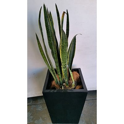 Mother In Law's Tongue(Sansavieria) Indoor Plant With Fiberglass Planter