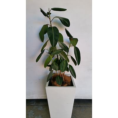 Rubber Plant(Ficus Elastica) Indoor Plant With Fiberglass Planter