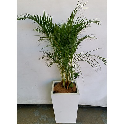Golden Cane Palm(Dypsis Lutescens) Indoor Plant With Fiberglass Planter