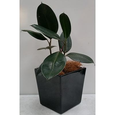 Rubber Plant Desk/Bench Top Indoor Plant With Fiberglass Planter