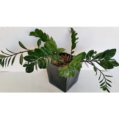 Zanzibar Gem(Zamioculus Zalmiofolia) Desk/Bench Top Indoor Plant With Fiberglass Planter