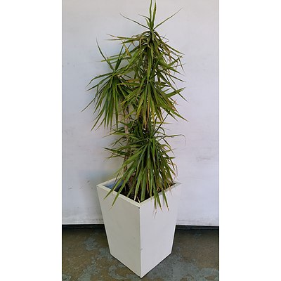Yucca(Yucca Elephantipes) Indoor Plant With Fibreglass Planter