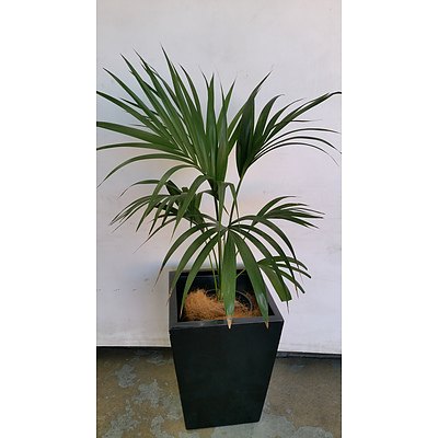 Parlor Palm(Chamaedorea Elegans) Indoor Plant With Fiberglass Planter