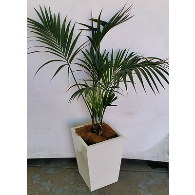 Parlor Palm(Chamaedorea Elegans) Indoor Plant With Fiberglass Planter