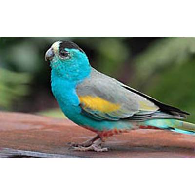 Family, Wellness & Beverage Package IV