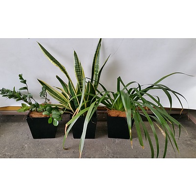 Zanzibar Gem, Mother In Law's Tongue, Brazillian Walking Iris Desk/Bench Top Indoor Plants With Fiberglass Planters