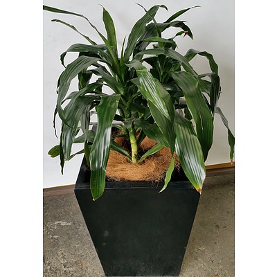 Janet Craig(Dracaena Deremensis) Indoor Plant With Fiberglass Planter