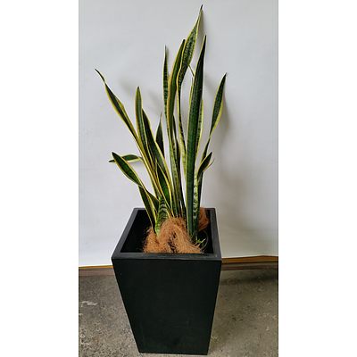 Mother In Law's Tongue(Sansavieria) Indoor Plant With Fiberglass Planter