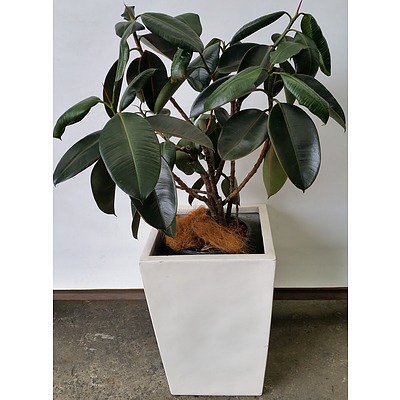 Rubber Plant(Ficus Elastica) Indoor Plant With Fiberglass Planter