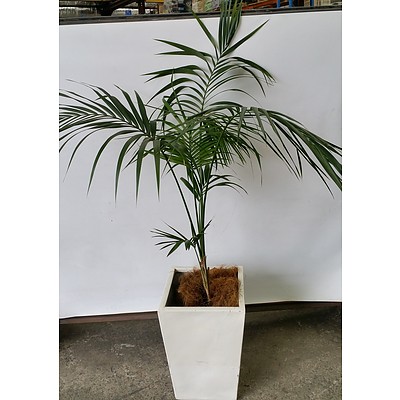 Parlor Palm(Chamaedorea Elegans) Indoor Plant With Fiberglass Planter
