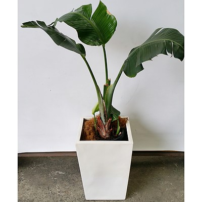 Giant Bird Of Paradise(Strelitzia Nicolai) Indoor Plant With Fibreglass Planter Box