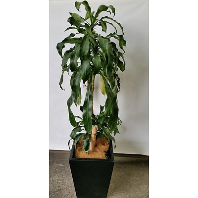 Striped Happy Plant(Dracenea Fragrants Massangeana) Indoor Plant With Fiberglass Planter