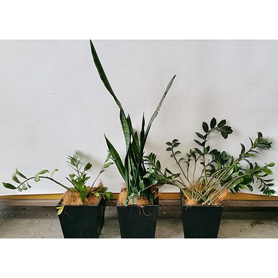 Zanzibar Gem, Mother In Law's Tongue Desk/Bench Top Indoor Plants With Fiberglass Planters