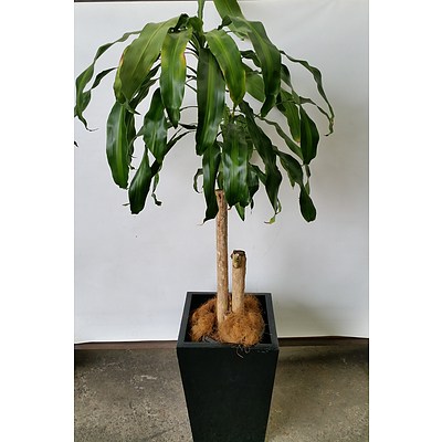 Striped Happy Plant(Dracenea Fragrants Massangeana) Indoor Plant With Fiberglass Planter