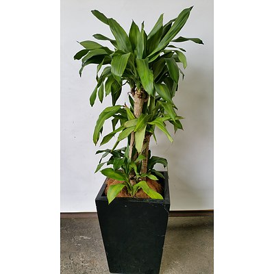 Striped Happy Plant(Dracenea Fragrants Massangeana) Indoor Plant With Fiberglass Planter