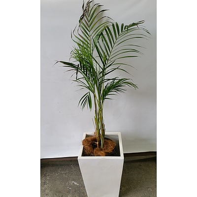 Golden Cane Palm(Dypsis Lutescens) Indoor Plant With Fiberglass Planter