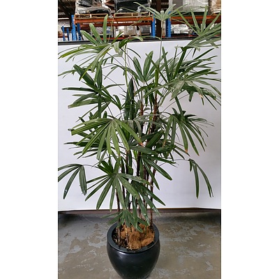 Advanced Rhapis Palm(Rhapis Excelsa) Indoor Plant With Fiberglass Cauldron Planter