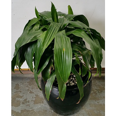 Janet Craig(Dracaena Deremensis) Indoor Plant With Fiberglass Cauldron Planter