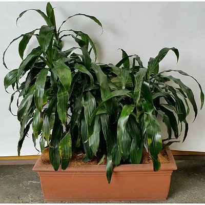 Janet Craig(Dracaena Deremensis) Indoor Plants With Cotta Leak Proof Planter