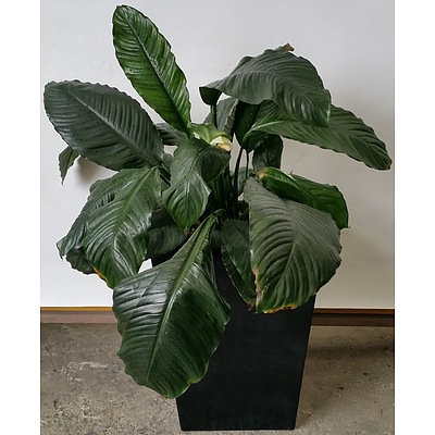 Madonna Lily(Spathiphylum) Indoor Plant with Fiberglass Planter