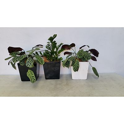 Zanzibar Gem, Calathea Desk/Bench Top Indoor Plants With Fiberglass Planters