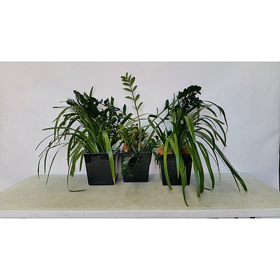 Zanzibar Gem and Brazillian Walking Iris Desk/Bench Top Indoor Plants With Fiberglass Planters