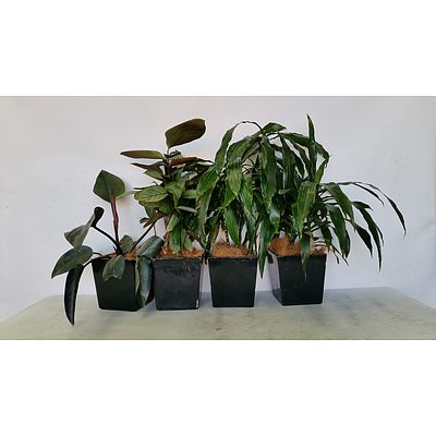 Philodendron Rojo Congo and Janet Craig(Dracaena Deremensis) Desk/Benchtop Indoor Plants With Fiberglass Plantesr