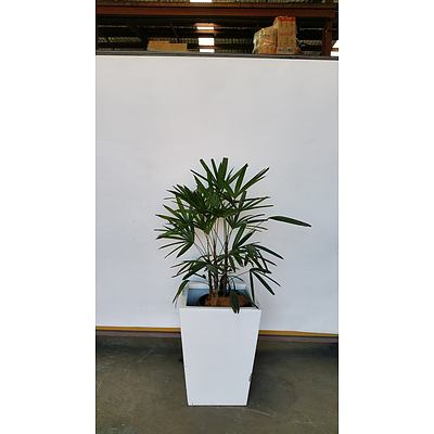Rhapis Palm(Rhapis Excelsa) Indoor Plant With Fiberglass Planter