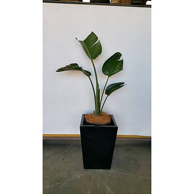 Giant Bird Of Paradise(Strelitzia Nicolai) Indoor Plant With Fibreglass Planter Box