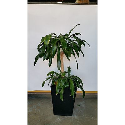 Striped Happy Plant(Dracenea Fragrants Massangeana) Indoor Plant With Fiberglass Planter