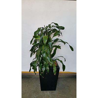 Striped Happy Plant(Dracenea Fragrants Massangeana) Indoor Plant With Fiberglass Planter