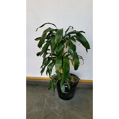 Striped Happy Plant(Dracenea Fragrants Massangeana) Indoor Plant With Fiberglass Planter