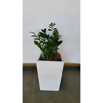 Zanzibar Gem(Zamioculus Zalmiofolia) Indoor Plant With Fiberglass Planter