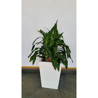 Janet Craig(Dracaena Deremensis) Indoor Plant With Fiberglass Planter
