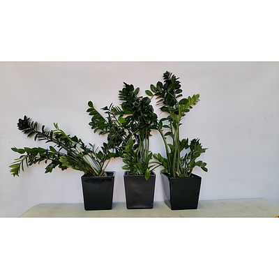 Zanzibar Gem(Zamioculus Zalmiofolia) Indoor Plant With Fiberglass Planter -Lot of Three