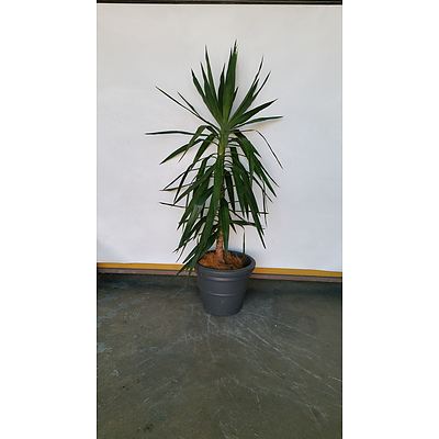 Janet Craig(Dracaena Deremensis) Indoor Plant With Planter