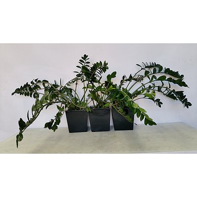Zanzibar Gem(Zamioculus Zalmiofolia) Indoor Plant With Fiberglass Planter -Lot of Three