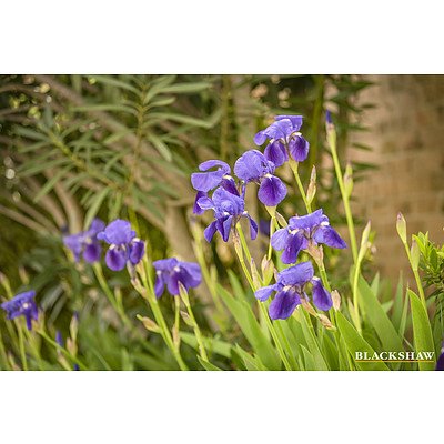 5/3 Allambee Street, Reid ACT 2612