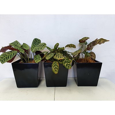 Executive Gloss Fibre Glass Desk Pot Planted with Calathea Species - Lot of Three Indoor Plants