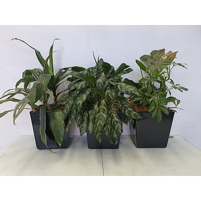 Executive Gloss Fibre Glass Desk Pot Planted with Assorted Species Including Draceana, Aglaonema, & Devils Ivy - Lot of Three Indoor Plants