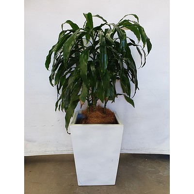 Executive Gloss Fibre Glass Floor Pot Planted with Janet Craig (Dracaena Deremensis)