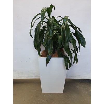 Executive Gloss Fibre Glass Floor Pot Planted with Janet Craig (Dracaena Deremensis)