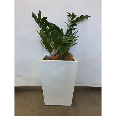 Executive Gloss Fibre Glass Floor Pot Planted with Zanzibar Gem (Zamioculus Zalmiofolia)